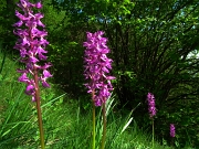 16 orchidea...